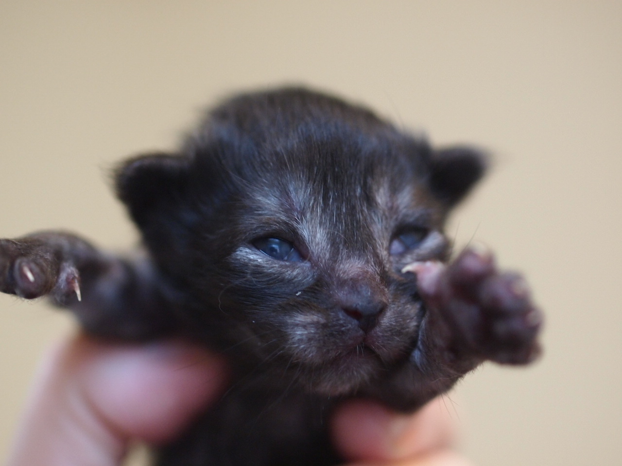 メイちゃん誕生 Rien Kitten